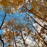 IMG 20191028 172959960 FallSky2